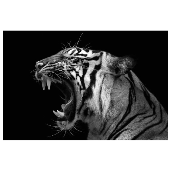 Zwart wit schilderij van tijger